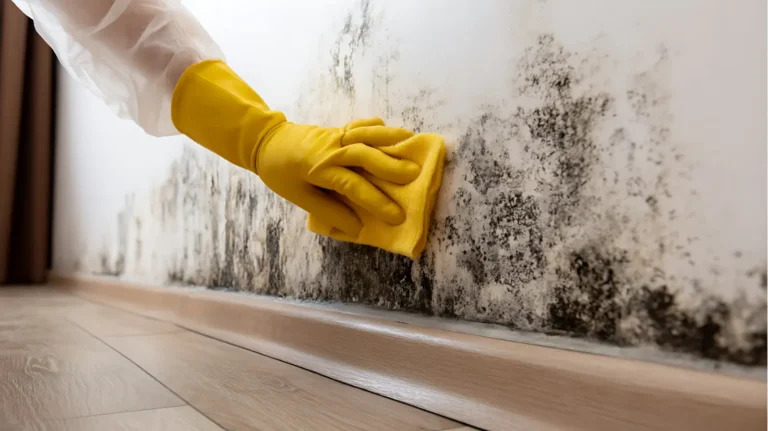 Sellersburg, IN Mold Remediation