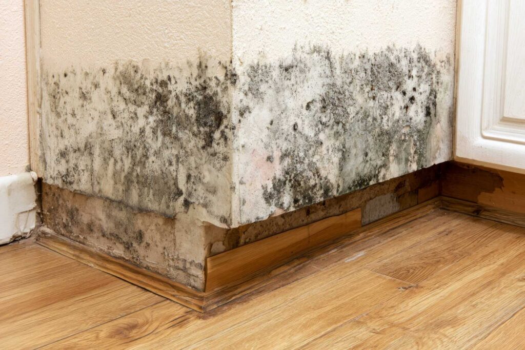 Black mold growth on the lower corner of an interior wall near the floor.