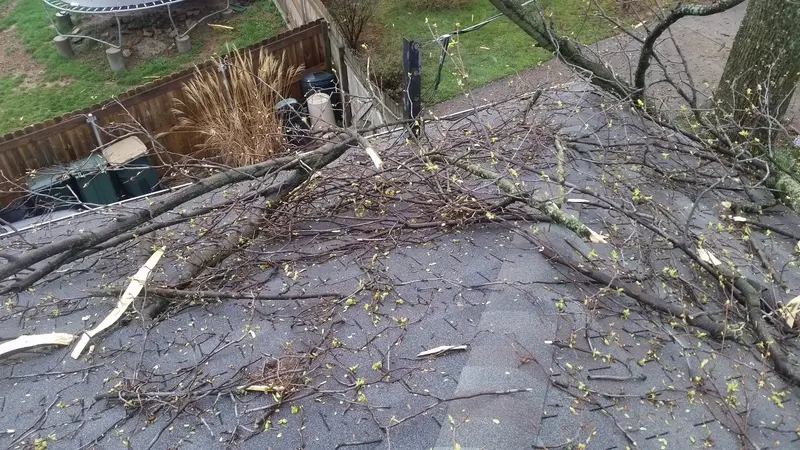 fallen trees from strong storm